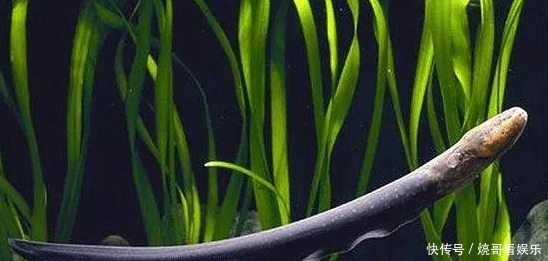 食人鱼|亚马逊河横着走的顶级杀手,食人鱼躲着走,鳄鱼只能选择同归于尽