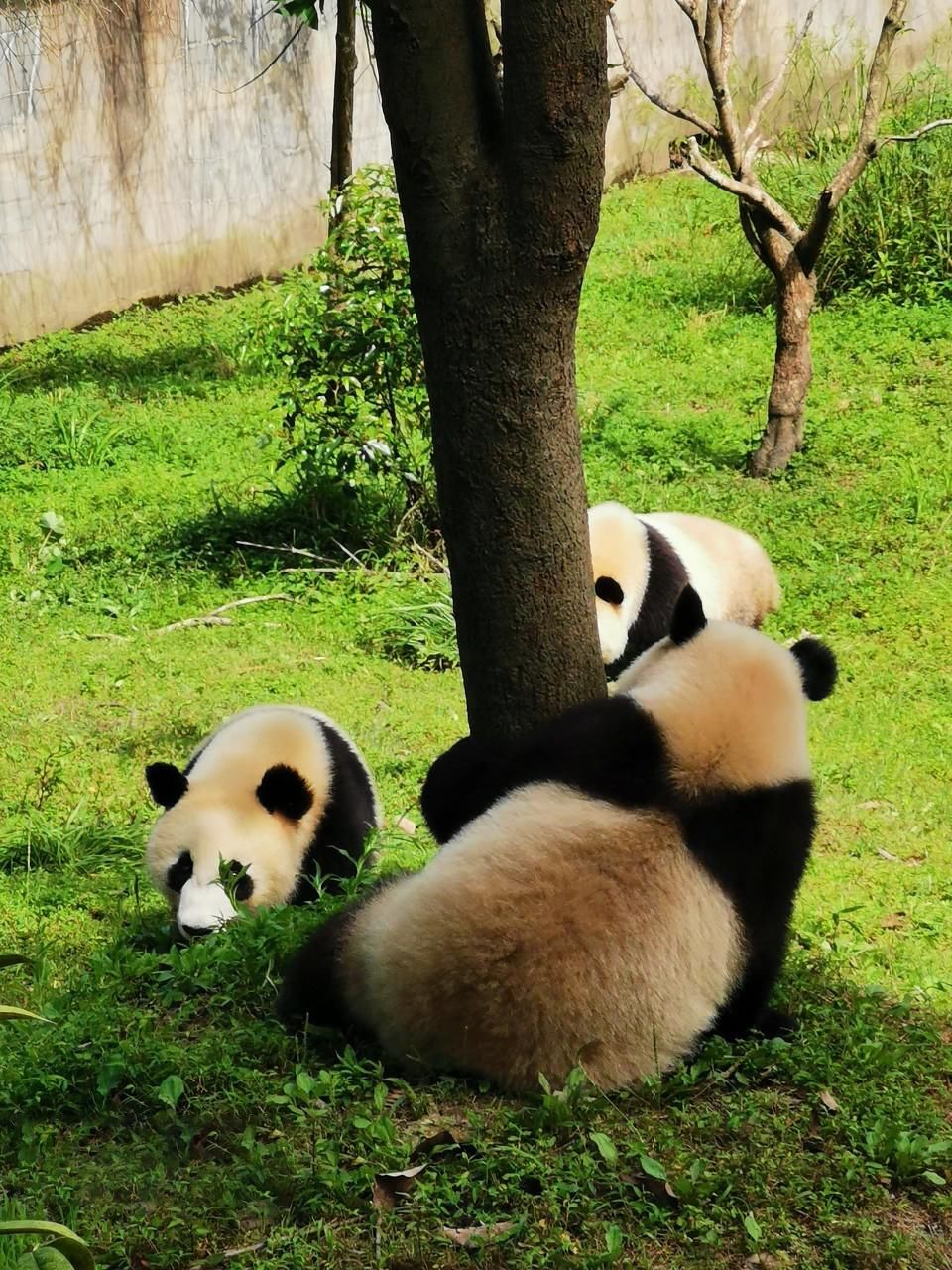  瞒不住|完了！雅安遍地大熊猫的事瞒不住了