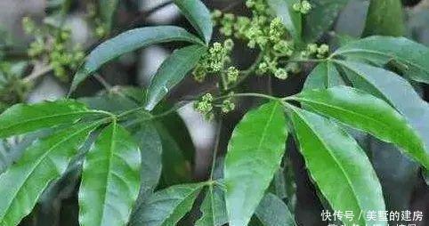 农村路边的野草,农民拿它当柴烧,今价值珍贵,农民叫三叉苦