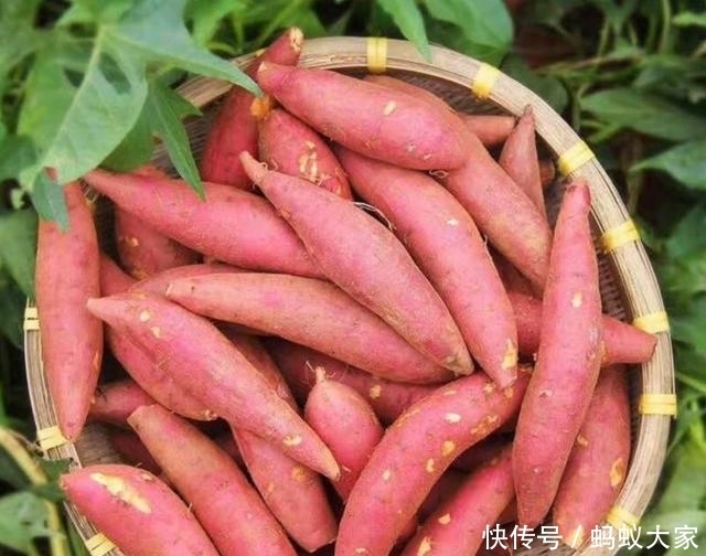  香甜|烤红薯好吃，还是蒸红薯好吃？做好3个步骤，蒸红薯香甜到流口水