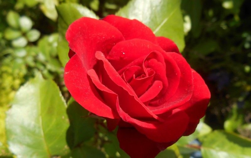  投入|未来一周，喜你为疾，石药无医！四生肖义无反顾，投入爱情怀抱