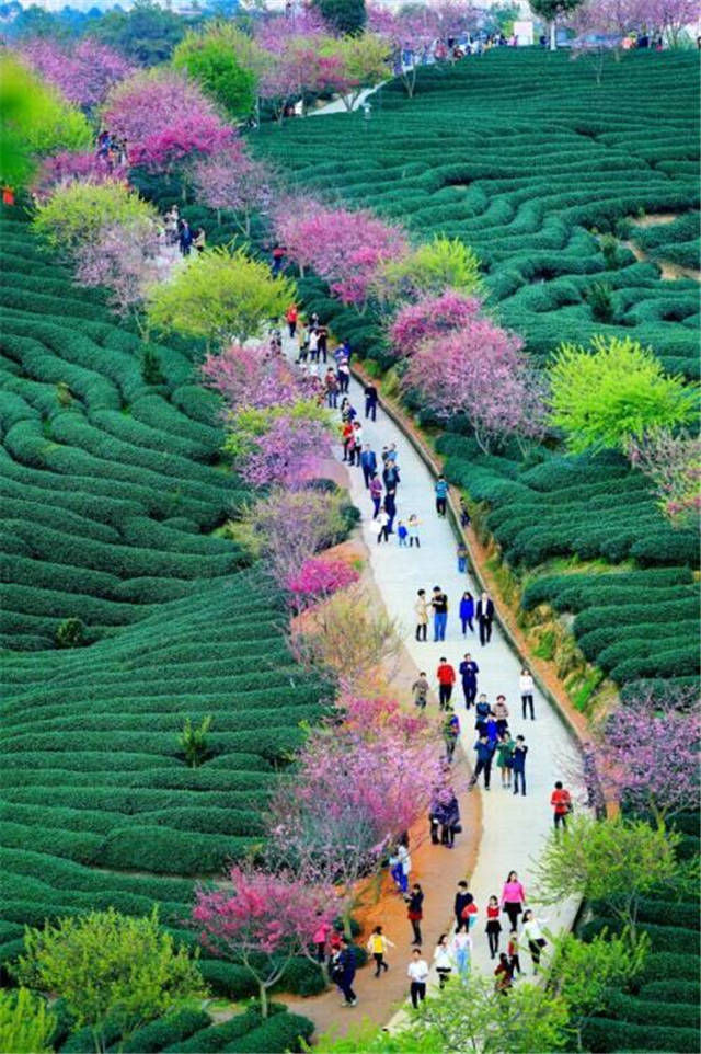  再不去|美翻！2019年第一波“美色”已上线，再不去就收费了！