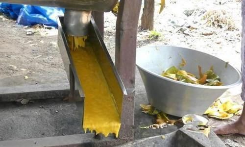  尽失|芒果干竟是印度产！看完制作过程，网友：胃口尽失！