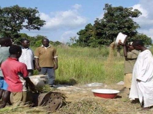  困扰|非洲人为温饱困扰，为何却不种积极种粮食呢？其实有3点阻碍