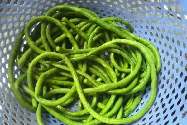 老坛|矿泉水瓶腌酸豆角，酸得正宗，久放不生花，比老坛做的还要好吃！