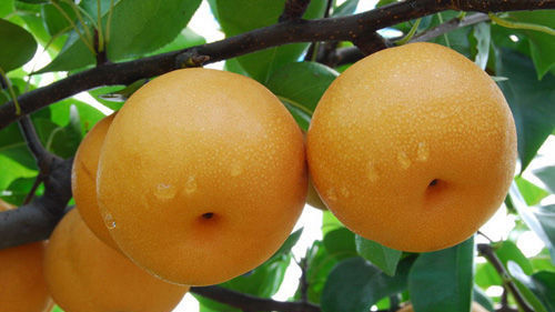  进来|梨真的全身都是宝，进来涨知识了