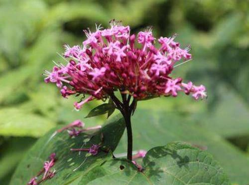 农民|农村一种“臭草”,农民们都拿来喂猪,城里人却拿来煲鸡汤!