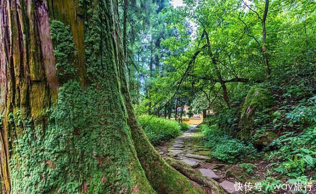 森林|高温席卷的初夏,不如去这些堪比童话仙境的小众森林里乘个凉!