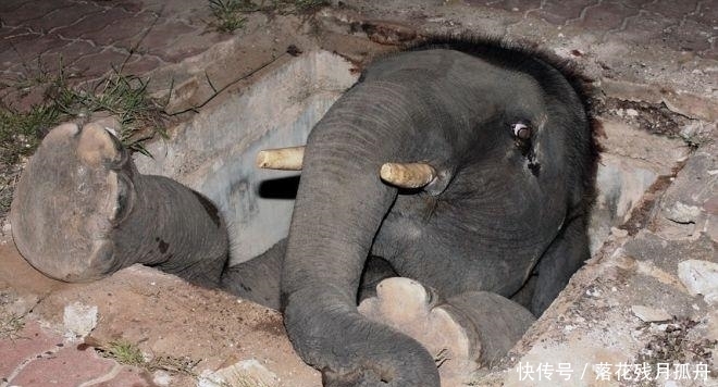  陷入|直击: 陷入各种“困境”的动物奇葩瞬间