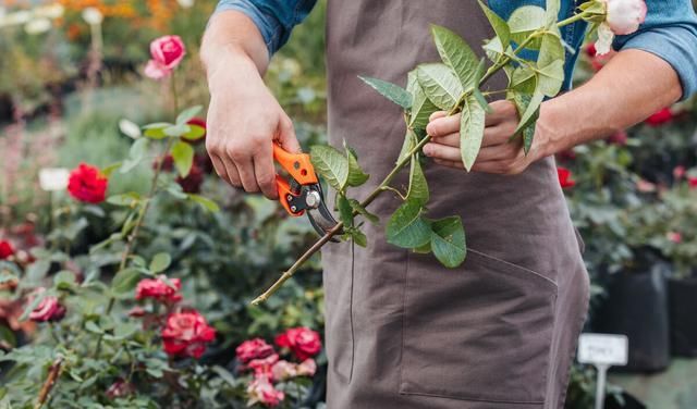  开花|现在养月季，学会这样“伺候”，开花美上天