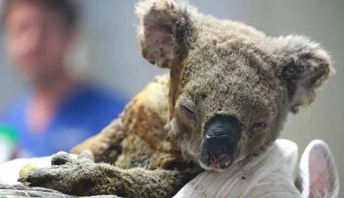  从此|女子在大火中救出考拉，不料从此就被黏上了，镜头记录暖心画面