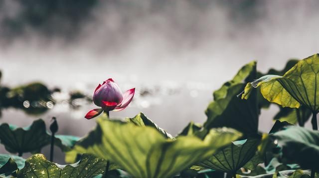  炎热的夏天|三伏天祛湿气，这六种方法，快试试吧