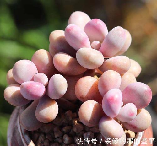 肉桃|夏天养多肉桃蛋，了解掌握几个要点，安全度夏，长得胖乎乎