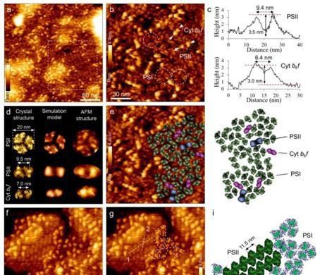  原子力显微|刘鲁宁/张玉忠团队合作取得光合膜天然结构研究重要进展