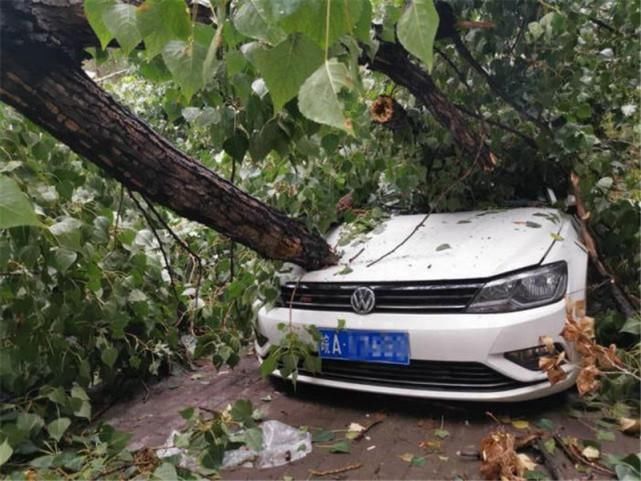  舍得|暴雨过后大树砸坏7辆车，大众车主却笑了：这下怎么舍得换车？