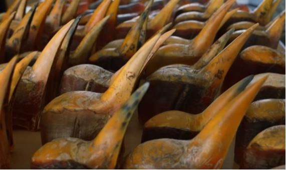  同名|明明和致命毒药鹤顶红同名，只因头骨比黄金还值钱，被人活活取骨