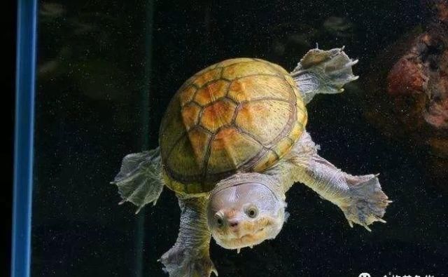  适合|总有一款蛋龟适合你！