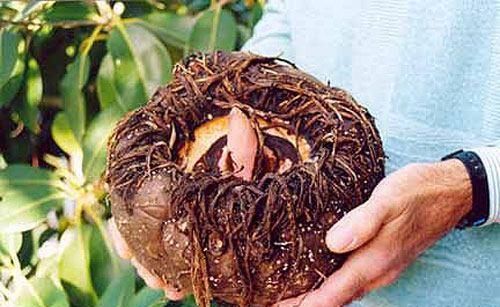  不升反降|糖尿病“克星”，天然“二甲双胍”，水里加一把，血糖不升反降