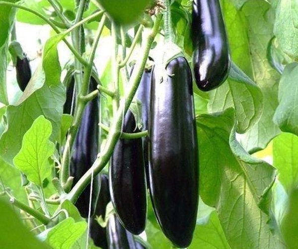  吃法|“吃对茄子是养生，吃错就是要命”！3种错误的吃法，早知早好