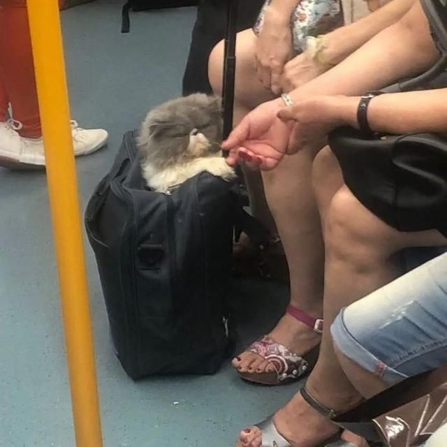  乘坐|美国人怎么喜欢带着宠物猫狗乘坐地铁？爱猫狗人士慎点