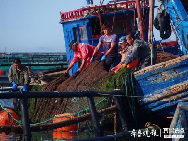  豪迈|渤海深处黑鱼丰收，实拍大钦岛渔民豪迈的卖鱼场景