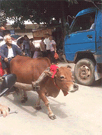 GIF|搞笑GIF:最环保的婚礼车