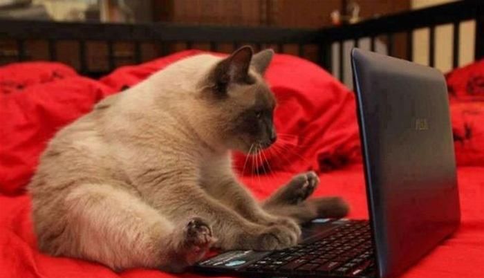  回家|主人回家晚了, 泰迪宝宝生气不理人, 最后让主人笑喷了