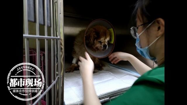  原因|老人“放生”19岁老宠物狗，民警上门罚款500，原因令人心酸