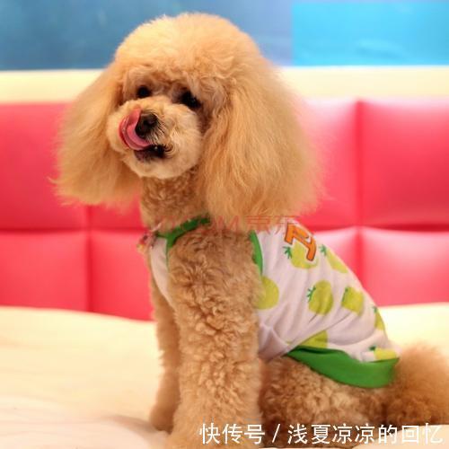 哈希娱乐- 哈希游戏平台- 哈希游戏官方网站唐山宠物狗