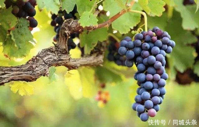 美肤|排毒养颜，美容美肤，常吃这三种食物让女性变得更美