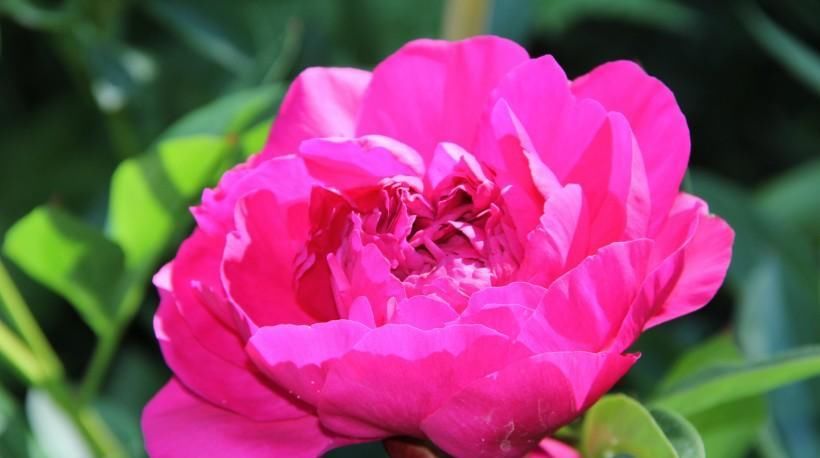  财神|财神不放假! 3生肖最近半年财运大旺, 发横财红票子滚滚来!