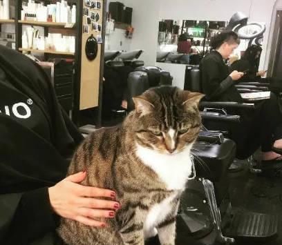 理发店|流浪猫被救后变成理发店店主,店里生意蒸蒸日上,这怕是招财猫吧