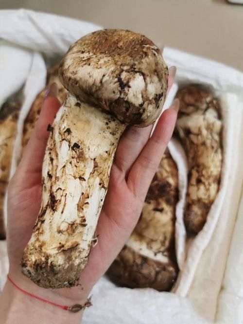  不忍心|看到好朋友晒出来的“松茸”，真的不忍心告诉他：你被骗了