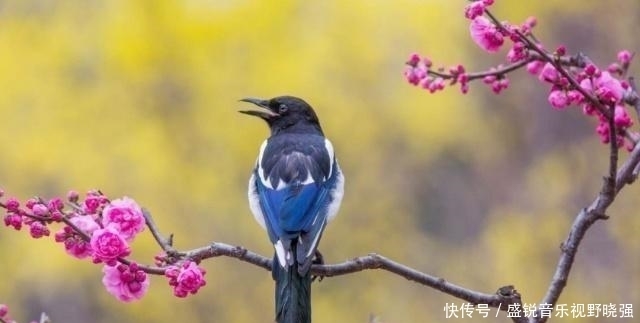 辈出|“宅子出现三喜,家中能人辈出”,这3喜究竟是什么,准不准?