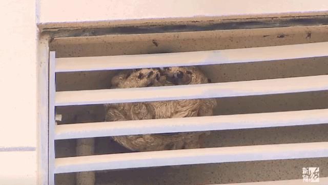  挡风玻璃|沪一＂碰瓷影帝＂练就＂神功＂！一头上去，挡风玻璃都碎了…