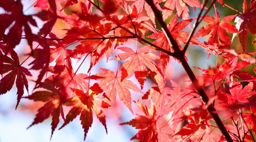 中旬|8月中旬开始，桃花不断，爱意弥漫，牵手真爱幸福一生的4大生肖