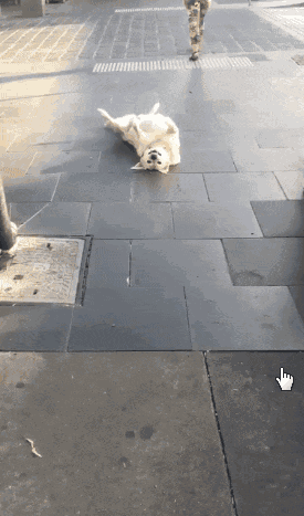  gif|搞笑gif-说句实话，我的生活真的不如这群狗