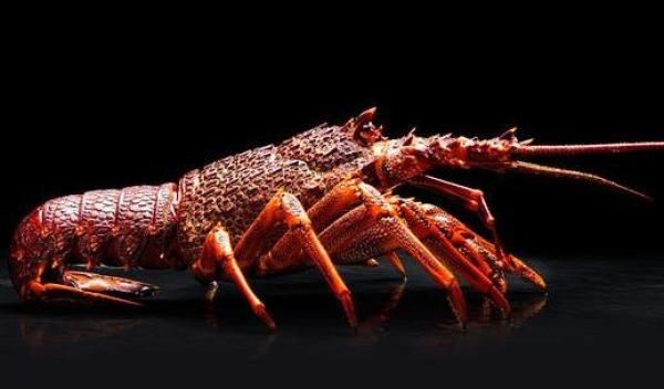  人才|广东人才是真的会吃龙虾，越贵的龙虾，做法越讲究