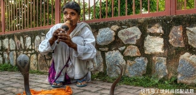 伪装者|印度发现新型毒蛇品种,自然界最完美的伪装者!