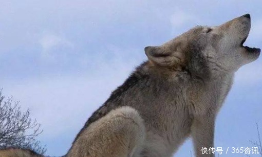 威风|神反差假如动物没有脖子, 狼已丧失威风,骆驼却像个“打手”