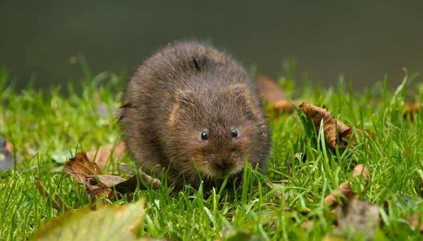  杀死老鼠|农村的老鼠太多，教你4个灭鼠绝招，不用药来一窝死一窝！