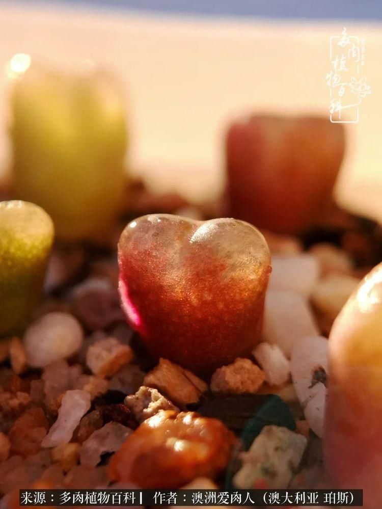 血放|多肉让你把血放，文玩掏空你家当，你要在哪个坑里乘风破浪？