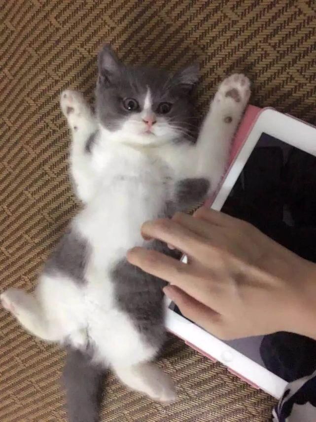 沉入|【每日一句】?????夕阳沉入大海，随后夜幕降临了。