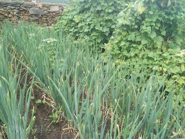 土豆|北方8口人的晚餐,半小时就上桌,一辈子吃不够,太香了