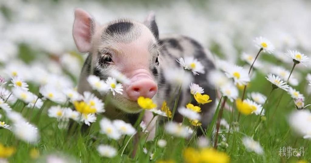 食用|今日份甜～加冰食用口感更佳