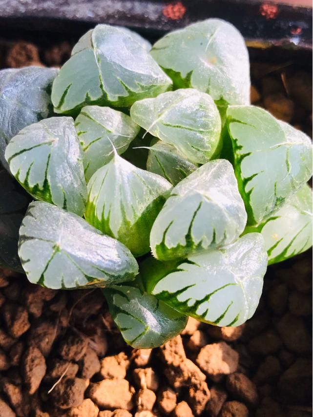  水晶|玉露灰扑扑，只要一个塑料瓶，立马变成“水晶玉露”