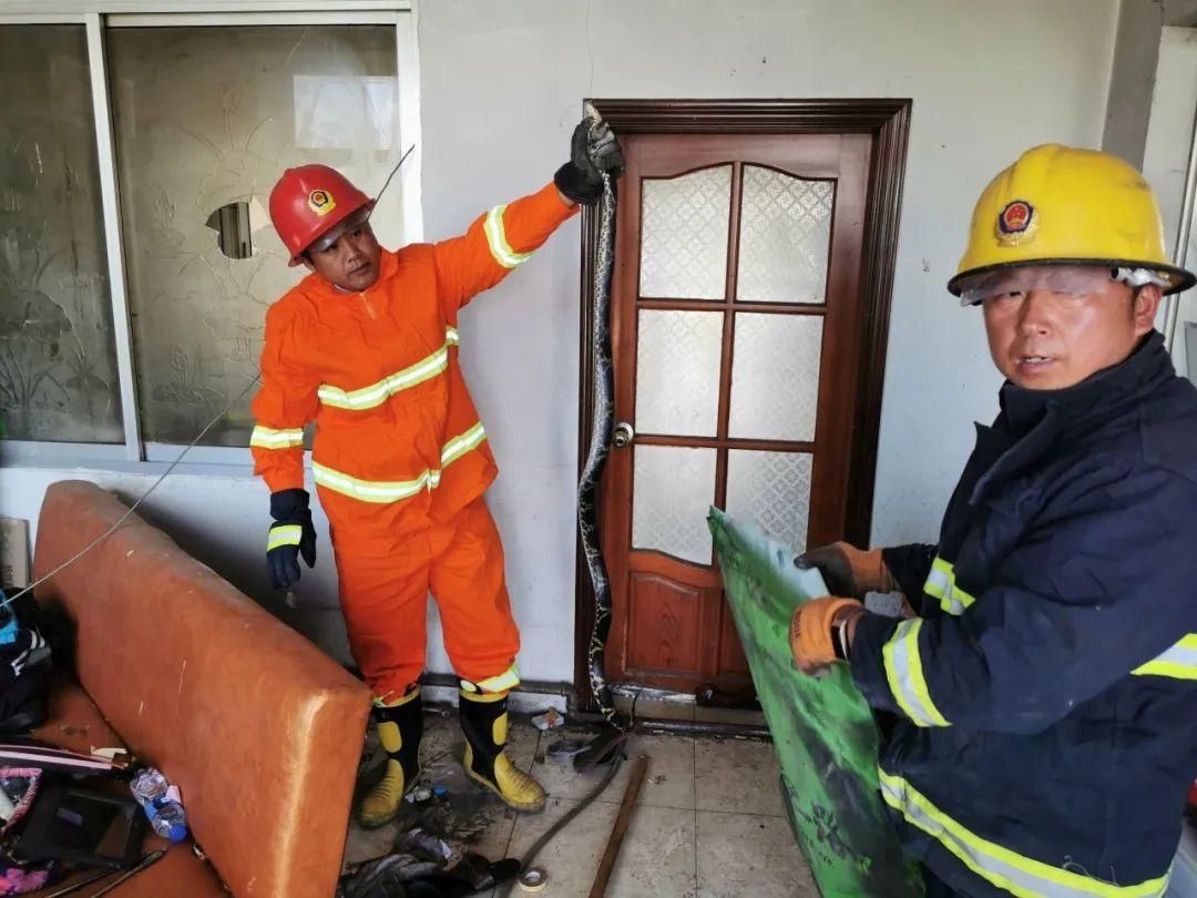 大蛇|你家里进过“大长虫”吗？胆小者勿进！