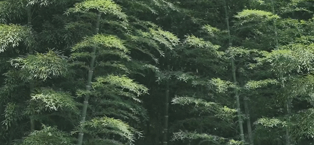  生活|这档被埋没的神仙综艺，值一个热搜！董卿插花比主持更美