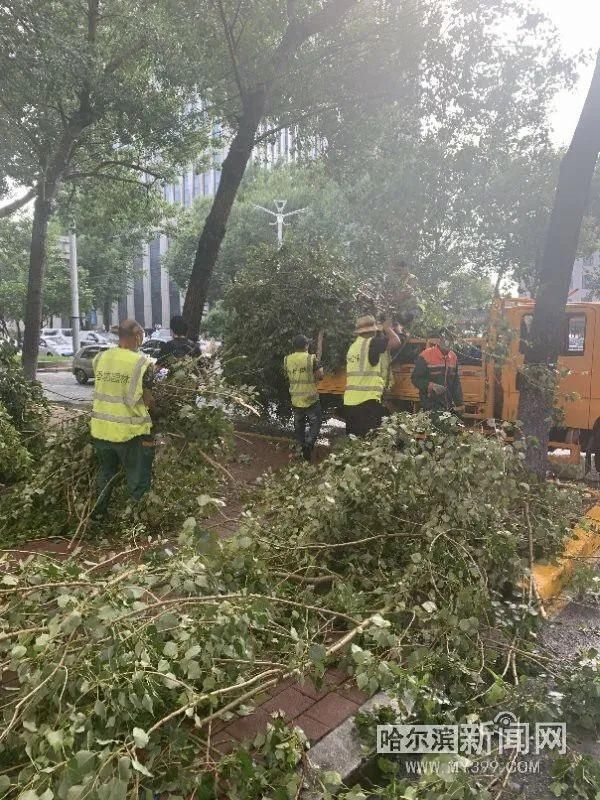  香坊区园林|暴风雨中树木砸车可咋办？｜这个区近日现60多起事故，全由保险兜底