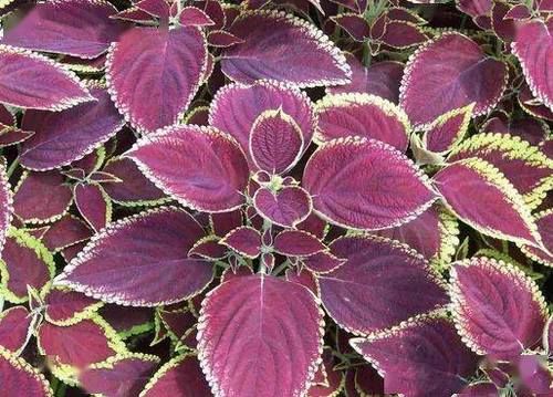  秘密|【合理膳食】夏天必吃的9种紫色食物，营养秘密都藏在这儿